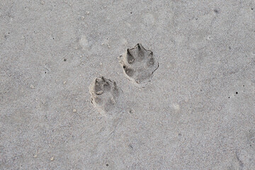 Small seaside shore sand dog paw marks in beach.