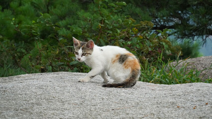 Beautiful three-colored young cat in the wild.