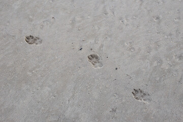 Small seaside shore sand dog paw marks in beach.
