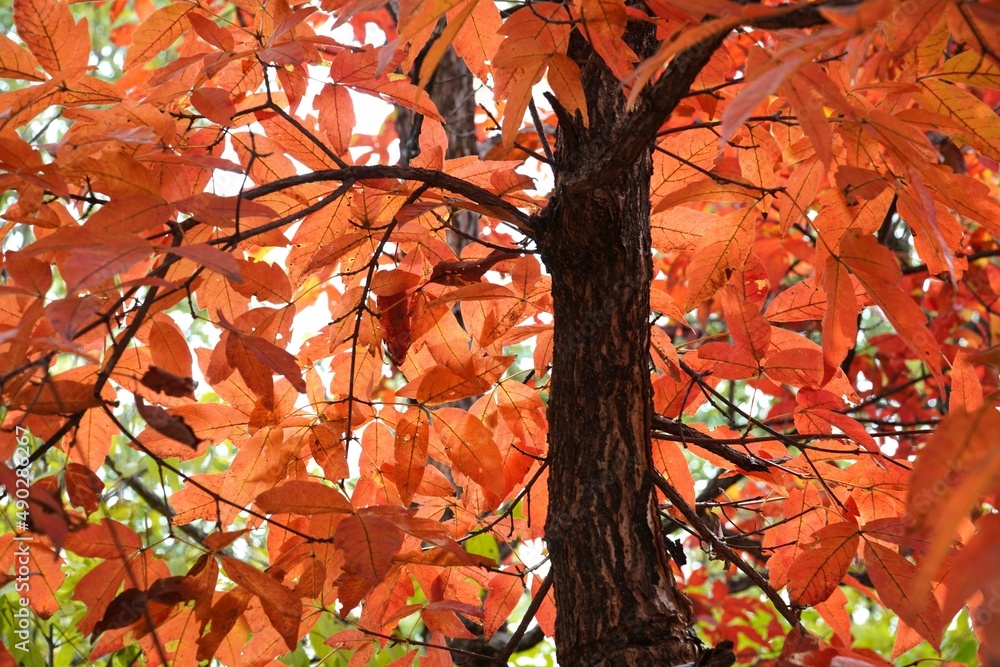 Sticker the signature red maple tree of autumn.