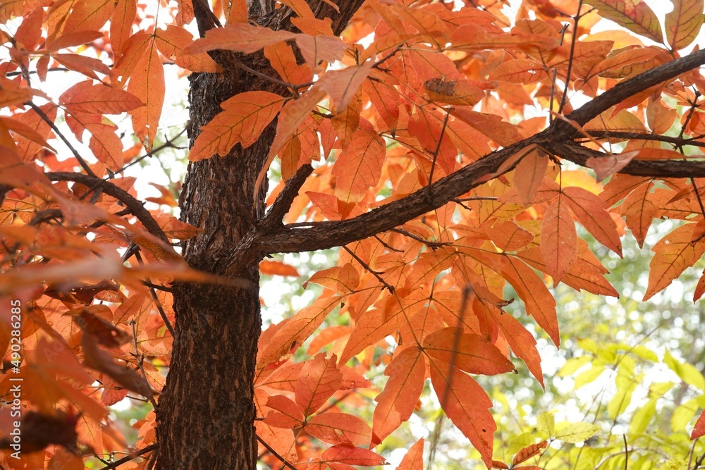 Sticker the signature red maple tree of autumn.