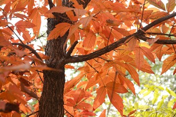 The signature red maple tree of autumn.