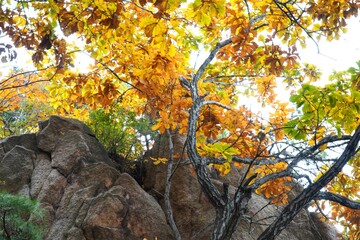 The signature yellow maple tree of autumn.
