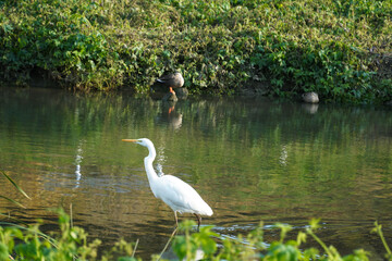 An elegant egret in Hongjecheon.