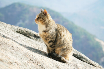 Mackerel Tabi. The dignity of a cat.