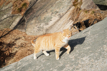 Wild yellow cat.