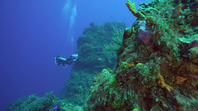 Scuba divers over a coral reef in cozumel
