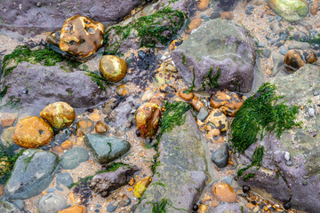 Seaweed, water and rocks
