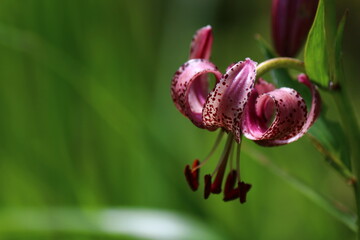 wild lily flower in the sunmer time sun close up