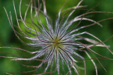 pulsatilla vulgaris close up flower