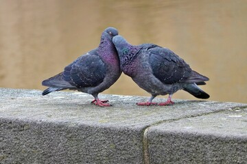 Obraz premium Zwei Tauben geben sich einen Kuss