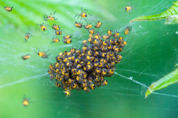 Baby spiderlings of the Cross Orb Weaver spider (araneus diadematus) or diadem spider which is known as the common garden spider, stock photo image