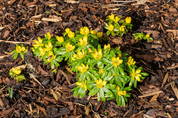 Eranthis hyemalis a late winter spring flowering plant with a yellow wintertime flower commonly known as winter aconite, stock photo image