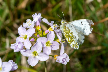 Orange tip butterfly female (Anthocharis cardamines) with its wings outstretched feeding on a cuckoo flower (Cardamine pratensis) in spring, stock photo image