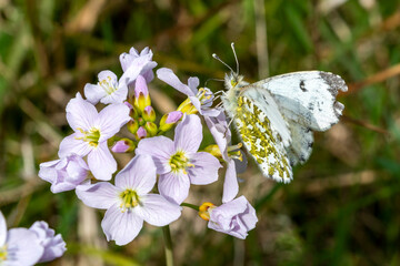 Orange tip butterfly female (Anthocharis cardamines) with its wings outstretched feeding on a...