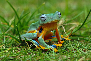 Tree frog on the grass, Flying frogs