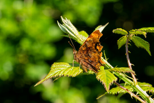 Comma Butterfly (Polygonia c-album) an orange brown flying insect with scalloped wing edges which are sometimes referred to as anglewing butterflies, stock photo image