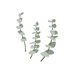 Evergreen eucalyptus branches with roundish glaucous leaves.