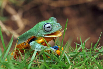 Tree frog laughing on the grass, Java tree frogs