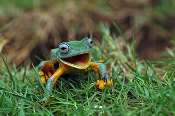 Tree frog laughing on the grass, Java tree frogs