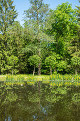 Trees mirroring in the pond on a beautiful sunny summer day in Alexandria Park, Peterhof near Saint Petersburg, Russia