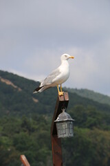 seagull on the post