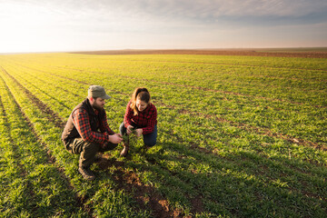 Young farmers examing  planted wheat