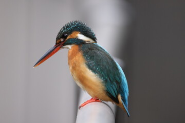 野鳥の宝石と言われているカワセミの写真