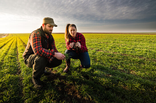 Young farmers examing  planted wheat