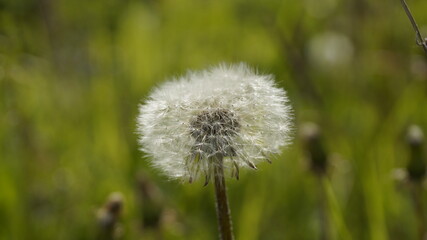 Fototapeta premium dandelion seed head