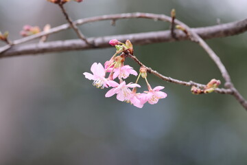 河津桜の写真
