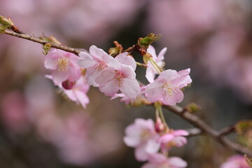 河津桜の写真