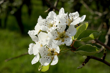 fleurs de pécher