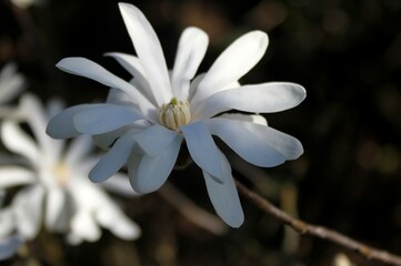fleurs de magnolia stellata,  magnolia étoilé
