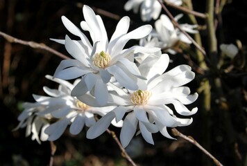 fleurs de magnolia stellata,  magnolia étoilé
