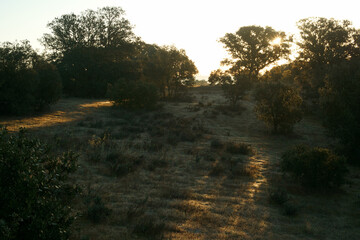 Plakat krajobraz drzewa pola natura hiszpania wschód słońca