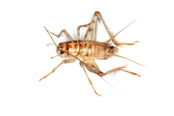 Cuban cricket reproduction, Gryllus assimilis, a species of breeding, food insect. Food for...