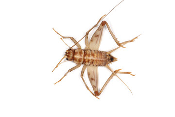 Cuban cricket reproduction, Gryllus assimilis, a species of breeding, food insect. Food for reptiles, amphibians, spiders.