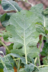 Aphids hunter - larvae of the hoverfly (Syrphidae) under Rapeseed leaf and residues from aphid colonies Brevicoryne brassicae, commonly known as the cabbage aphid.