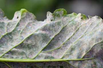 Powdery mildew Erysiphe betae fungal disease on sugar beet leaf.