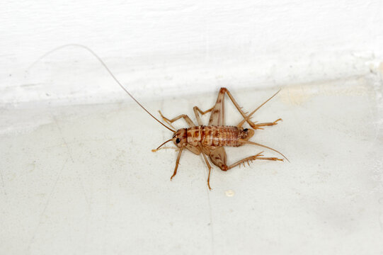 Cuban cricket reproduction, Gryllus assimilis, a species of breeding, food insect. Food for reptiles, amphibians, spiders.