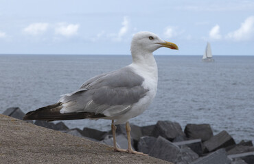 Goeland argenté sur un parapet en bord de mer	
