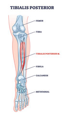Tibialis posterior muscle and human leg skeletal structure outline diagram. Labeled educational foot anatomy with femur, tibia, fibula or metatarsal location vector illustration. Long bones model. - obrazy, fototapety, plakaty