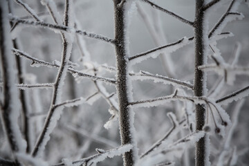 Tree branch with snow in winter in the cold