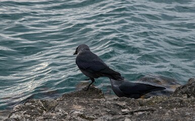 a pair of raven on the water's edge of a lake close up