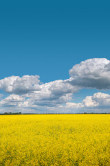 View over beautiful farm landscape with rapeseed yellow at blossom field, wind turbines to produce green energy in Germany, Spring, blue sky and sunny day.