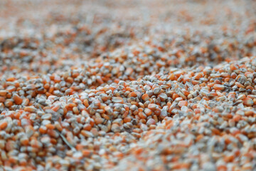 close-up photo of dried corn kernels