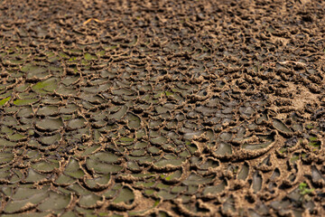 Sludge drying bed in waste-water treatment plant system, brown sand in unplanted drying bed. Waste management facility. - obrazy, fototapety, plakaty