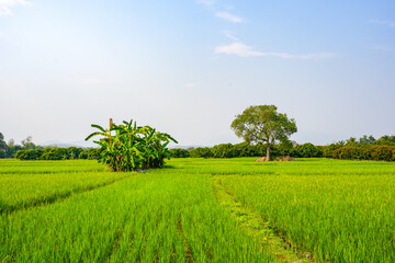 Rice paddy isolated on white background.