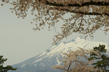 Hirosaki-jo castle in cherry blossom season